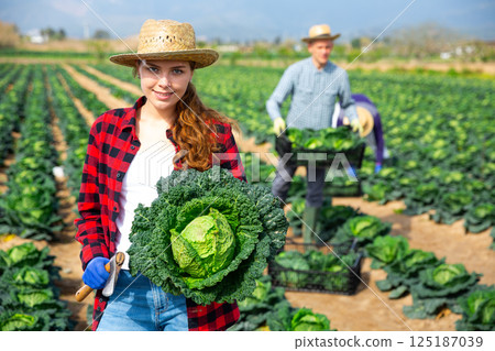 Woman working on farm field on summer day, harvesting cabbage Woman working on farm field on summer day, harvesting cabbage 125187039