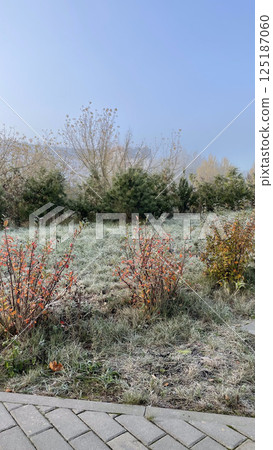bushes and trees are covered with frost blue sky foggy grass is frozen 125187060