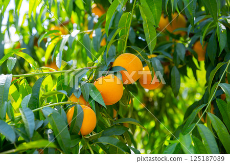 Yellow peaches on trees at fruit plantation Yellow peaches on trees at fruit plantation 125187089