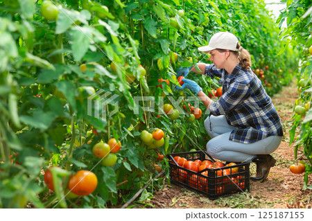 Farmer woman harvesting red tomatoes in farm greenhouse 125187155