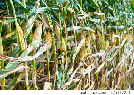 Corn or maize field 125187206