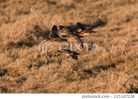 A flock of female Wigeons flying over the grasslands of Hokkaido in autumn A flock of female Wigeons flying over the grasslands of Hokkaido in autumn 125187236