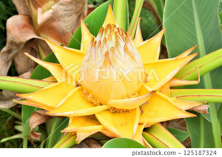 The Chinese quince, which resembles a banana The Chinese quince, which resembles a banana 125187324