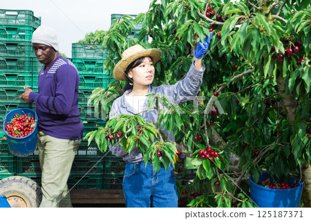 workers working at the cherry farm workers working at the cherry farm 125187371