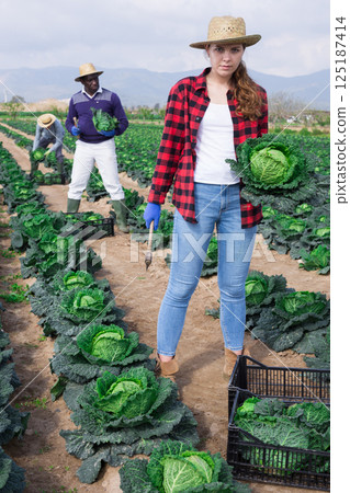 Young female farmer harvesting fresh savoy cabbage 125187414