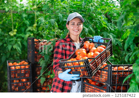 Young female greenhouse worker laying out boxes with harvested tomatoes 125187422