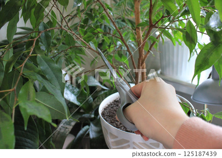 Houseplant Care Ficus Benjamin, yellowed leaves Houseplant Care Ficus Benjamin, yellowed leaves 125187439