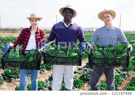 Farm workers posing on plantation with savoy cabbage harvest 125187489