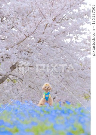 Nemophila, cherry blossoms and toy poodle 125187503