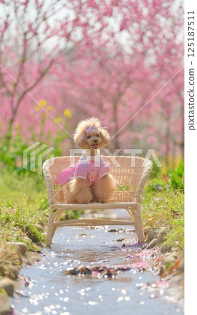 花桃和玩具貴賓犬 125187511