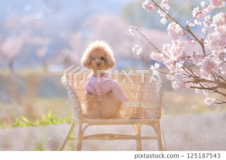 春天的櫻花與玩具貴賓犬 125187543