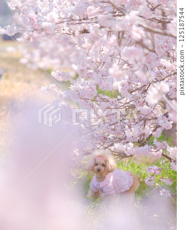 春天的櫻花與玩具貴賓犬 125187544