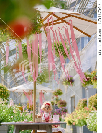 A toy poodle enjoying the flowers in the greenhouse 125187549