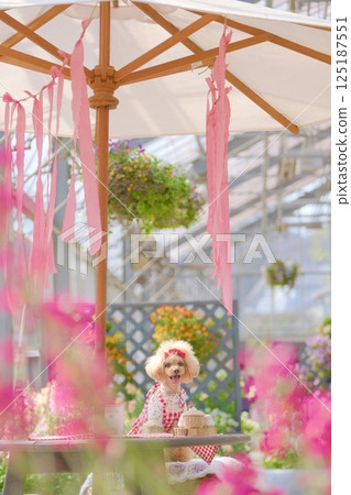 A toy poodle enjoying the flowers in the greenhouse A toy poodle enjoying the flowers in the greenhouse 125187551