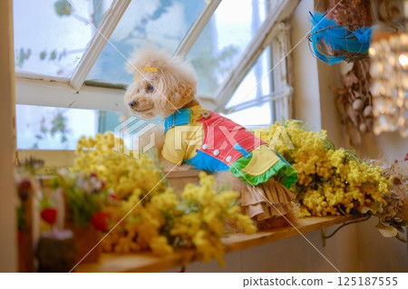 含羞草與玩具貴賓犬 含羞草與玩具貴賓犬 125187555
