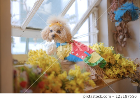 含羞草與玩具貴賓犬 125187556