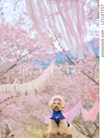 河津櫻和玩具貴賓犬 河津櫻和玩具貴賓犬 125187557