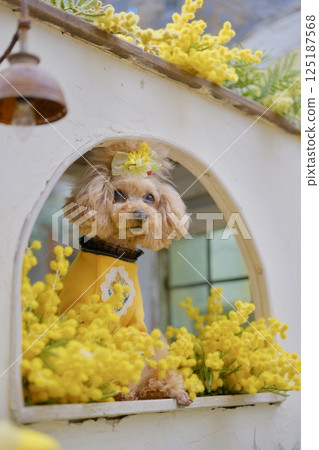 Mimosa and Toy Poodle Mimosa and Toy Poodle 125187568