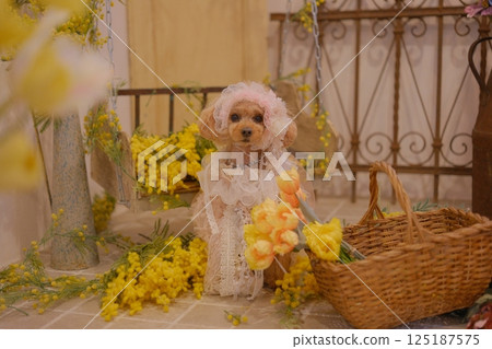 Mimosa and Toy Poodle 125187575