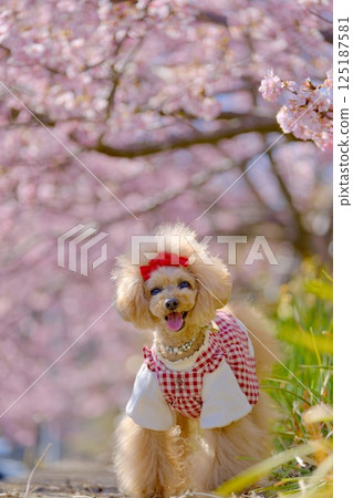 賴朝櫻花與玩具貴賓犬 125187581