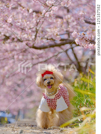 賴朝櫻花與玩具貴賓犬 125187582