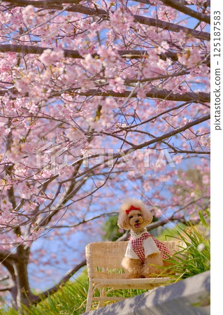 賴朝櫻花與玩具貴賓犬 125187583