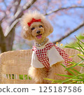Yoritomo cherry blossoms and toy poodle 125187586