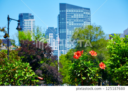 Boston Common park gardens and skyline 125187680