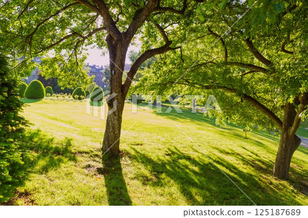 Boston Common public garden tree Massachusetts 125187689