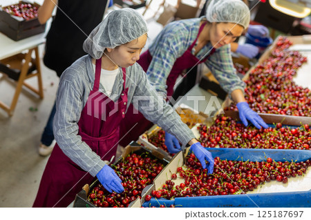 Three women are sorting sherries Three women are sorting sherries 125187697