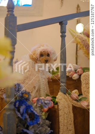 Mimosa, Tulip and Toy Poodle Mimosa, Tulip and Toy Poodle 125187767