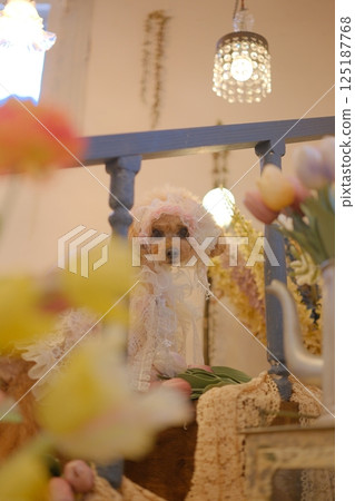 Mimosa, Tulip and Toy Poodle 125187768