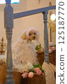 Tulip and Toy Poodle 125187770