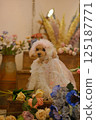 Roses, tulips and toy poodle 125187771