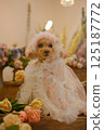 Roses, tulips and toy poodle 125187772