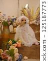 Roses, tulips and toy poodle 125187773