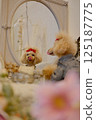 Toy poodle looking in the mirror 125187775