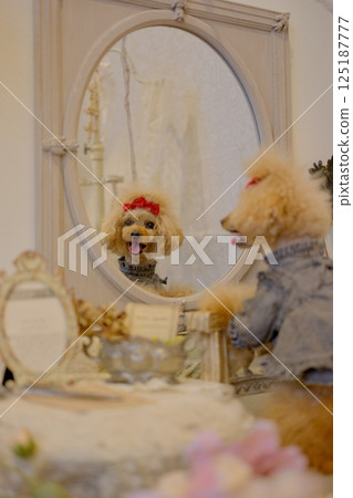 Toy poodle looking in the mirror Toy poodle looking in the mirror 125187777