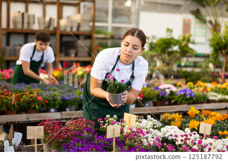 Young female florist preparing potted sea thrift for sale 125187792