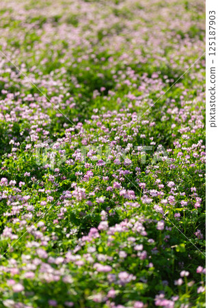Lotus flowers blooming all over a rice field (safflower field) 125187903