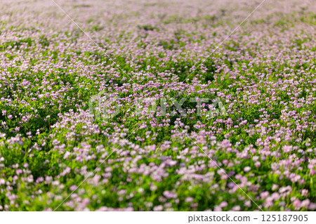 Lotus flowers blooming all over a rice field (safflower field) 125187905