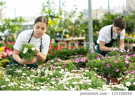 female employee of flower supermarket chooses pot with Argenantemum plant to send to customer 125188048