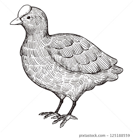 Vintage style hand-drawn illustration of a coot (line art only) 125188559
