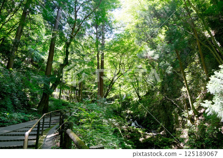 Yoro-cho, Yoro-gun, Gifu Prefecture_Scenery of Yoro Falls 5_June 2024 125189067