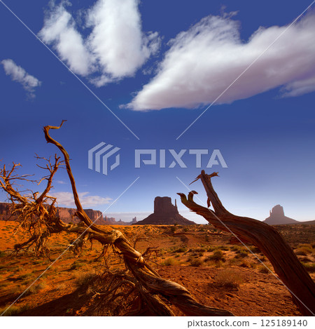 Monument West Mitten Butte in morning Utah 125189140