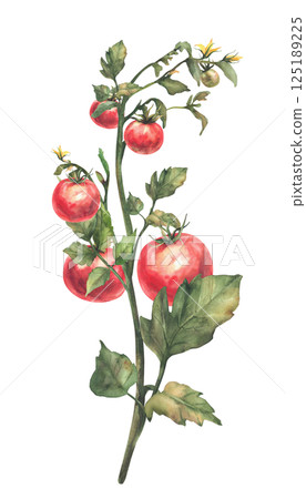 Tomato plant stem with red fruit, green leaves and yellow flowers. Watercolor botanical agricultural ripe and unripe vegetables crop realistic hand drawn illustration isolated from background clipart Tomato plant stem with red fruit, green leaves and yellow flowers. Watercolor botanical agricultural ripe and unripe vegetables crop realistic hand drawn illustration isolated from background clipart 125189225