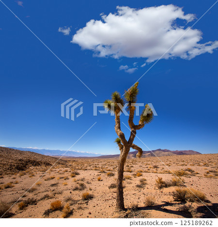 Death Valley joshua tree yucca plant 125189262