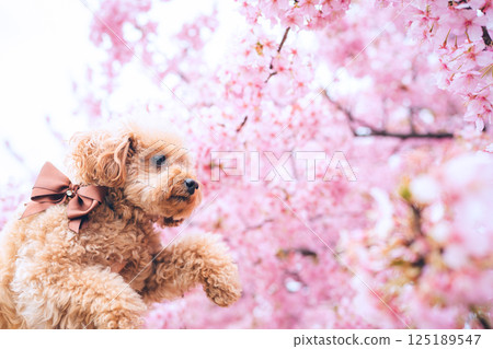 Kawazu cherry blossoms and a cute toy poodle Kawazu cherry blossoms and a cute toy poodle 125189547
