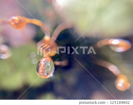 Raindrops on the tip of moss spores 125189602