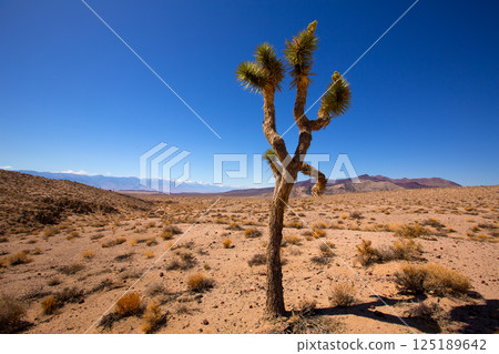 Death Valley joshua tree yucca plant 125189642